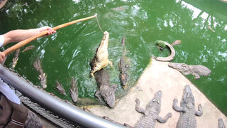 Crocodile feeding & Thai amateur GF wet beaver pleasing